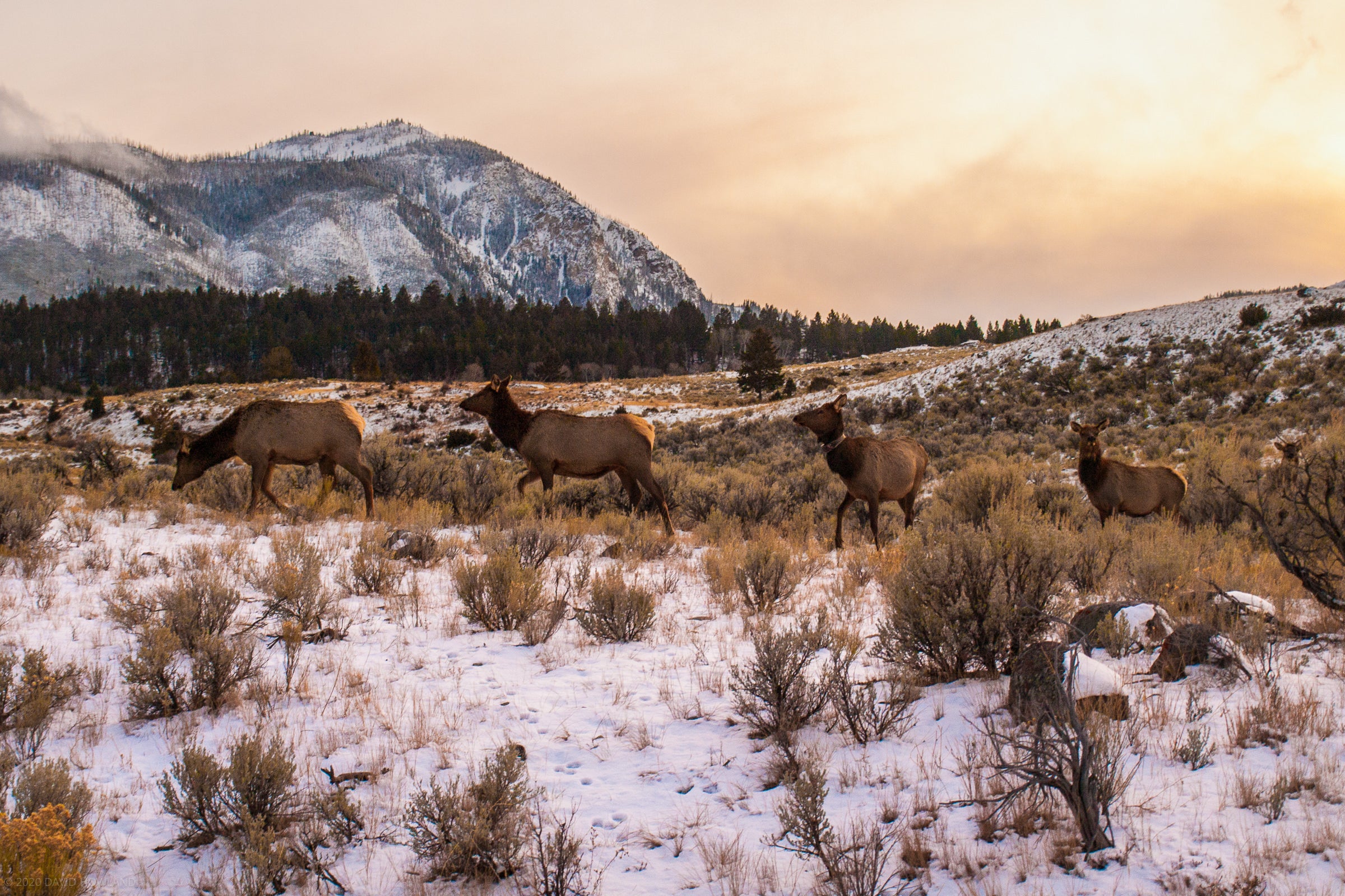 Elk Golden Glow