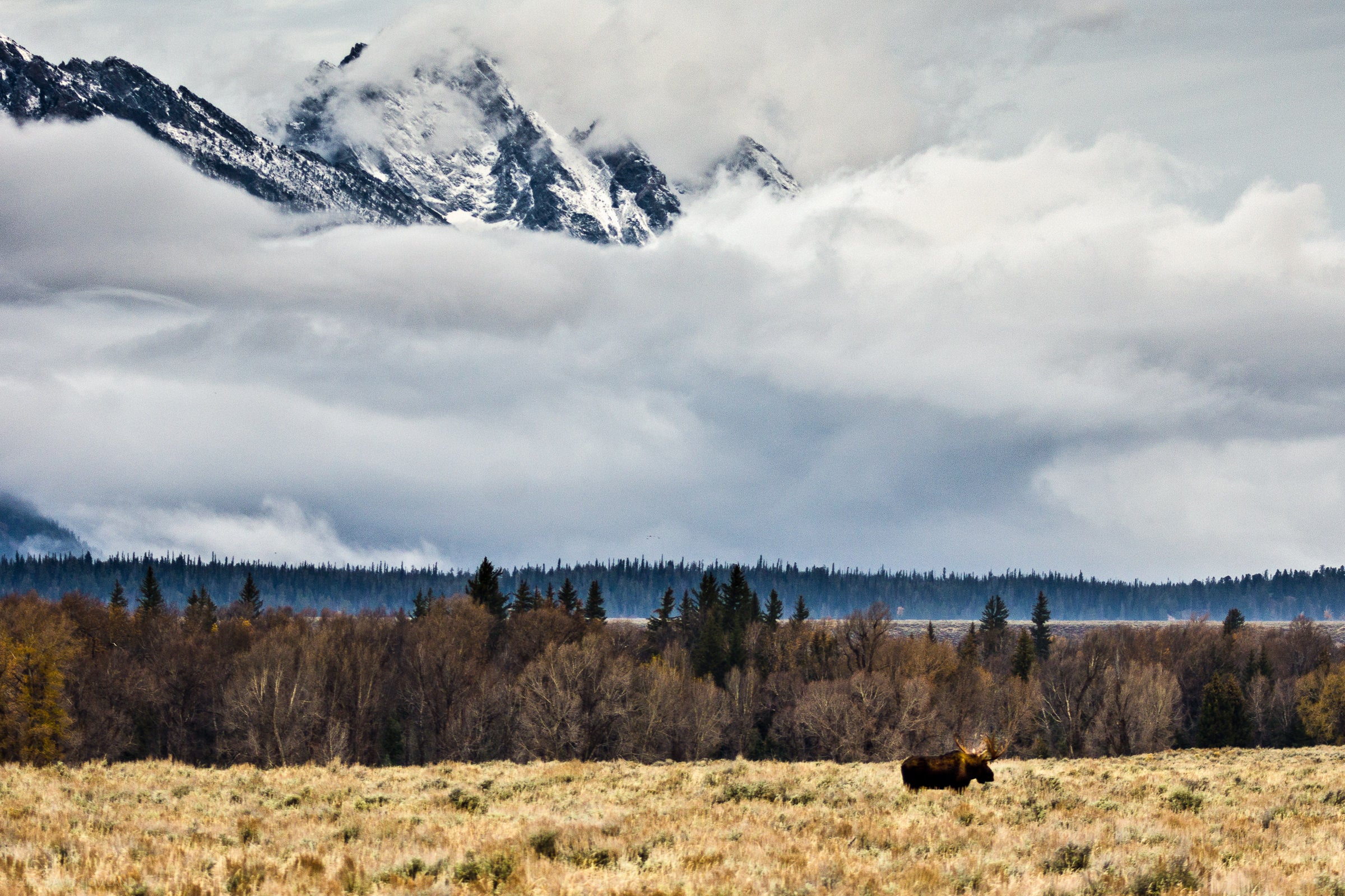 Sentinel Moose