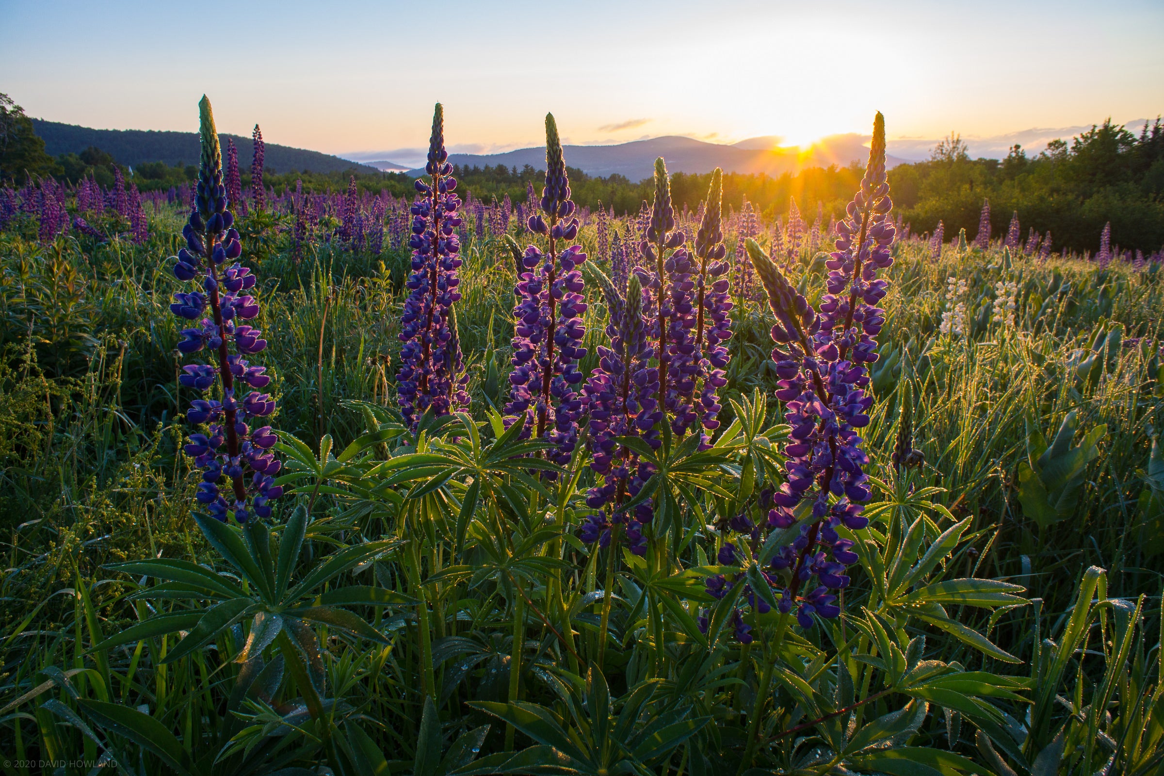 Sugar Hill Lupine Glitter