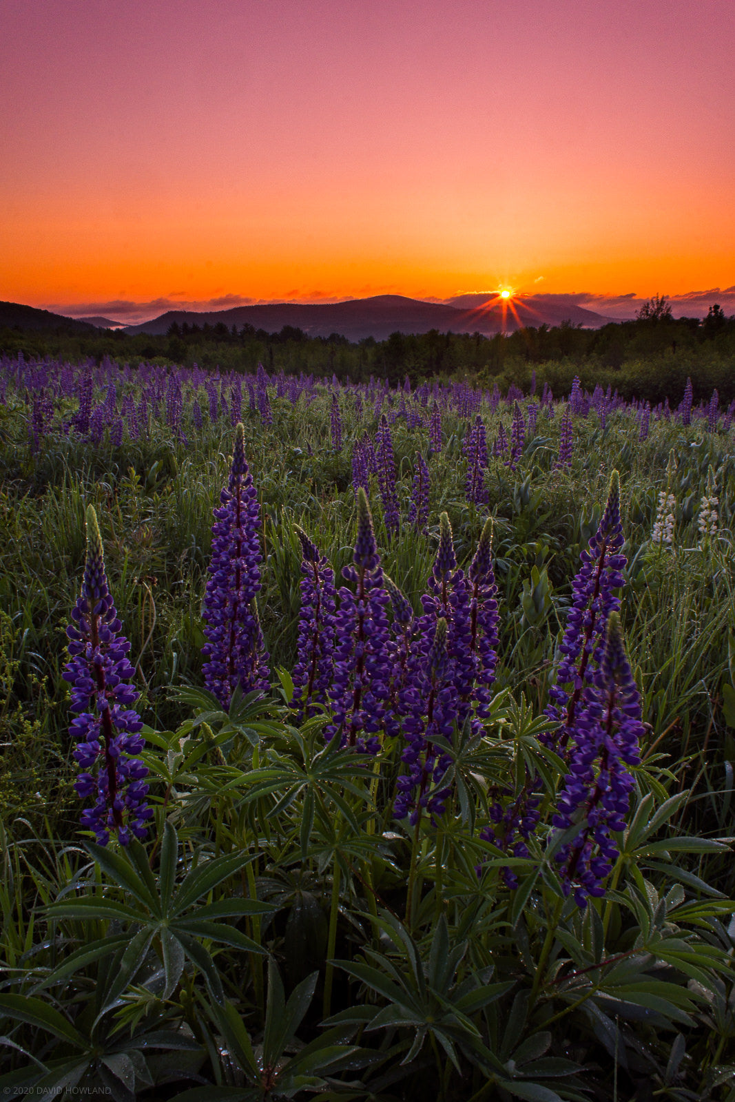 Lupine Sunrise Starburst