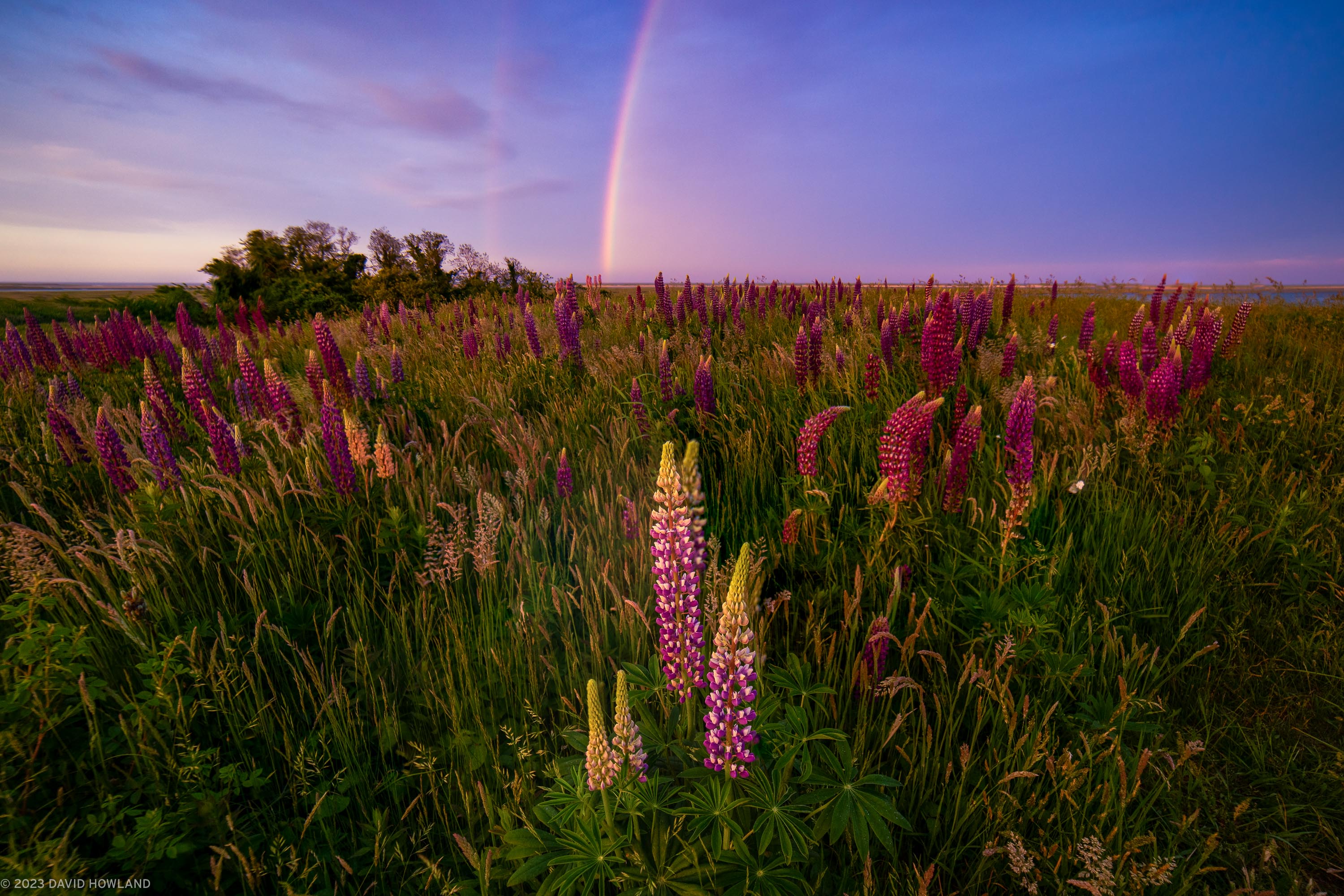 Rainbow Sunset Lupines at Fort Hill