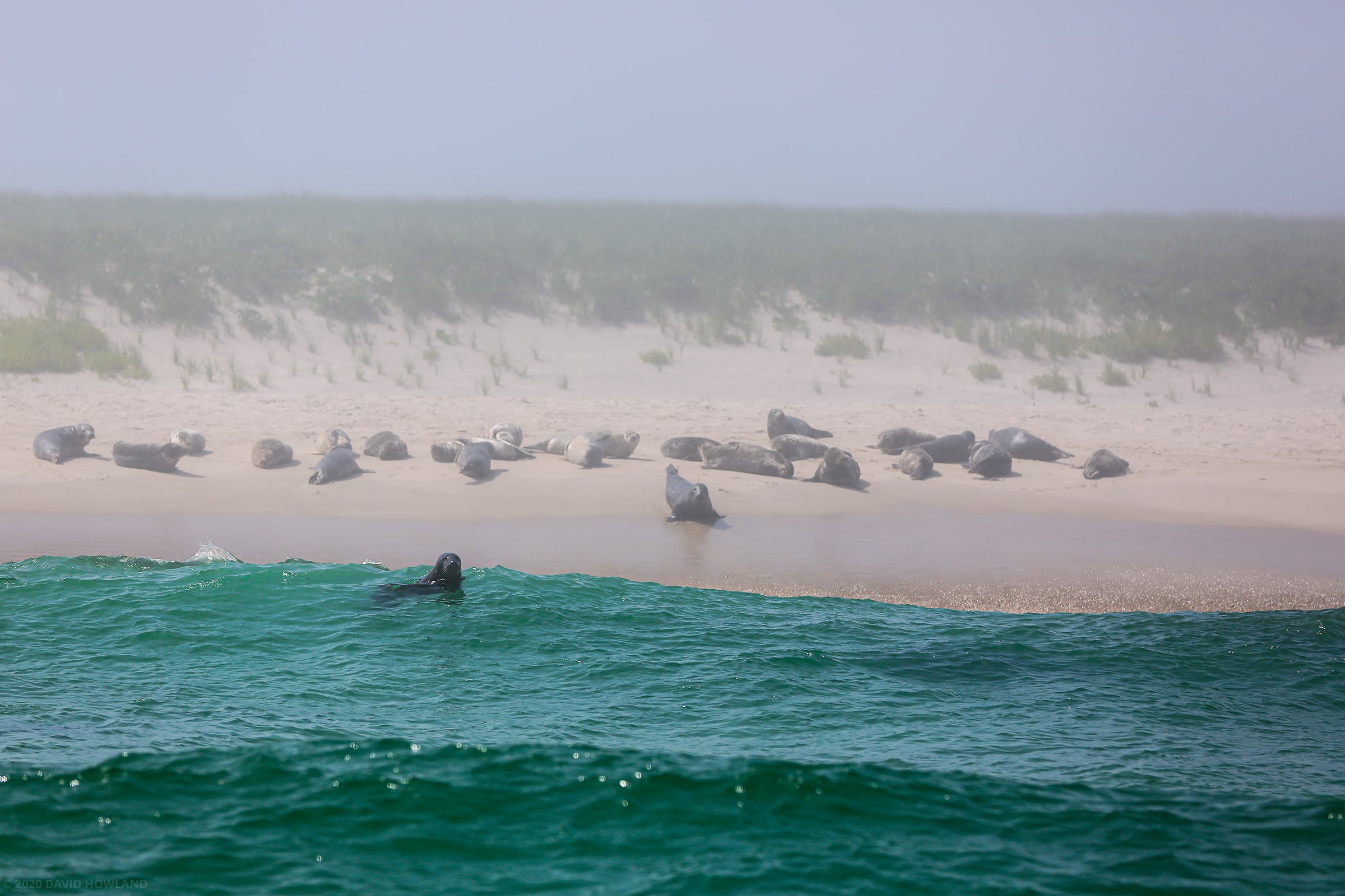 Monomoy Seals