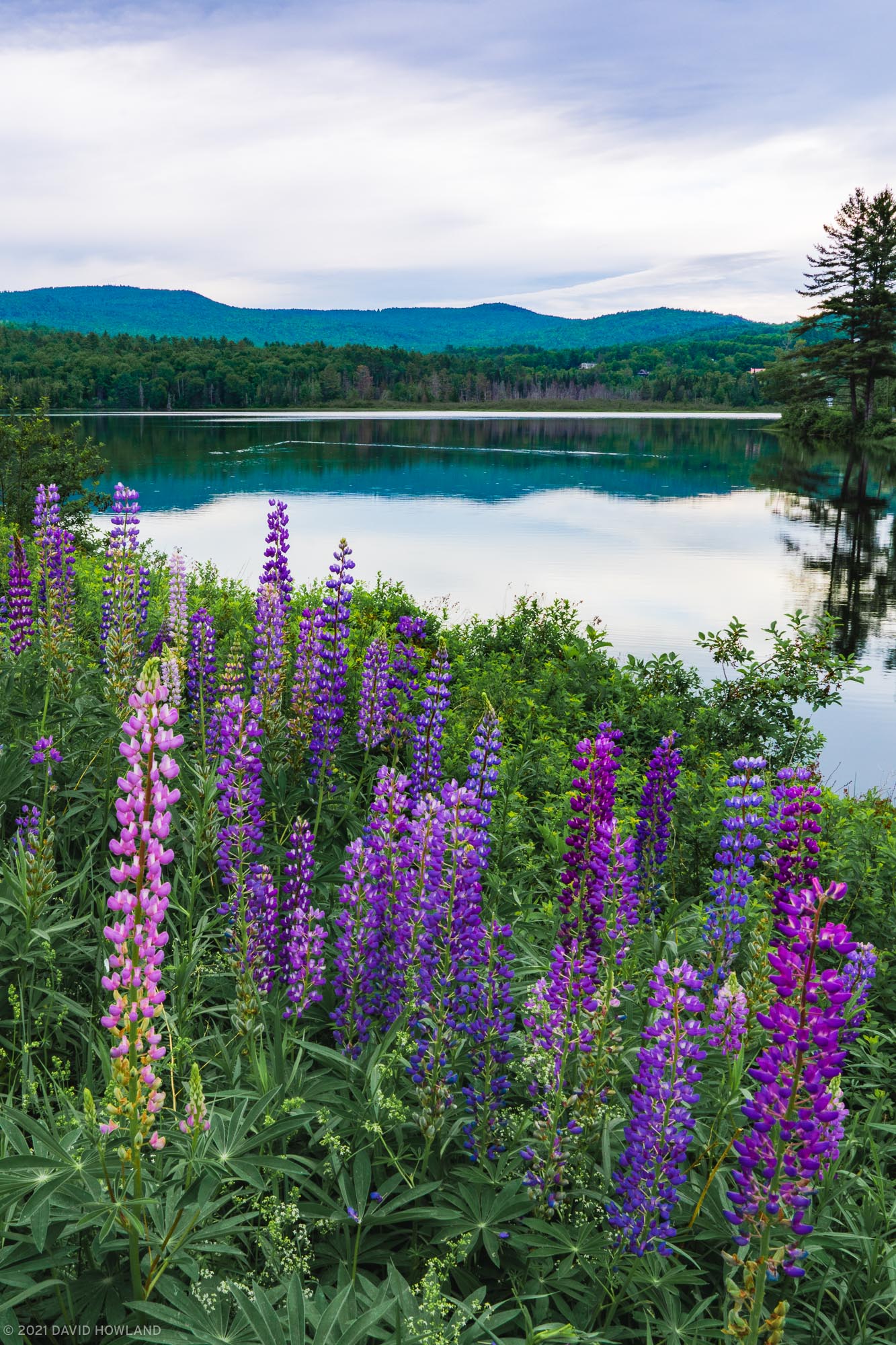 Lupines at Pearl Lake