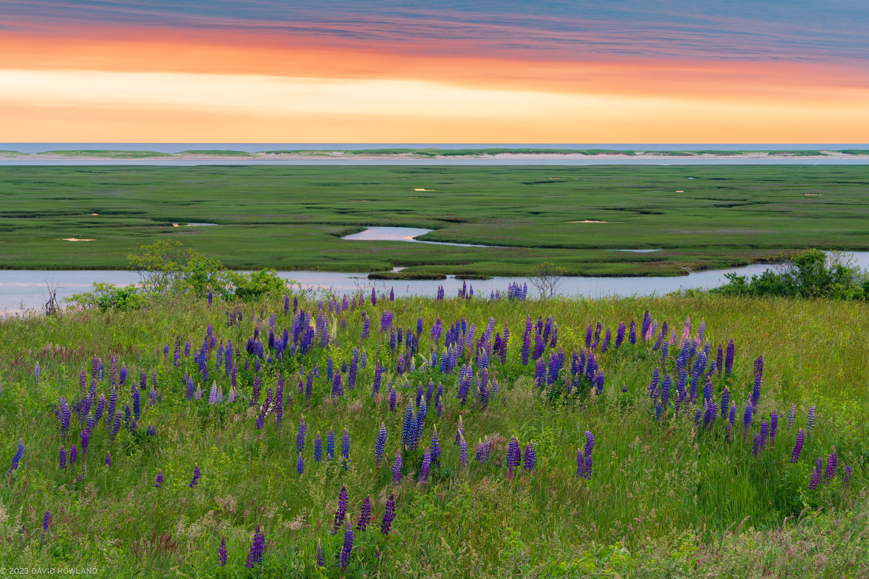 Lupine Salt Marsh Sunrise