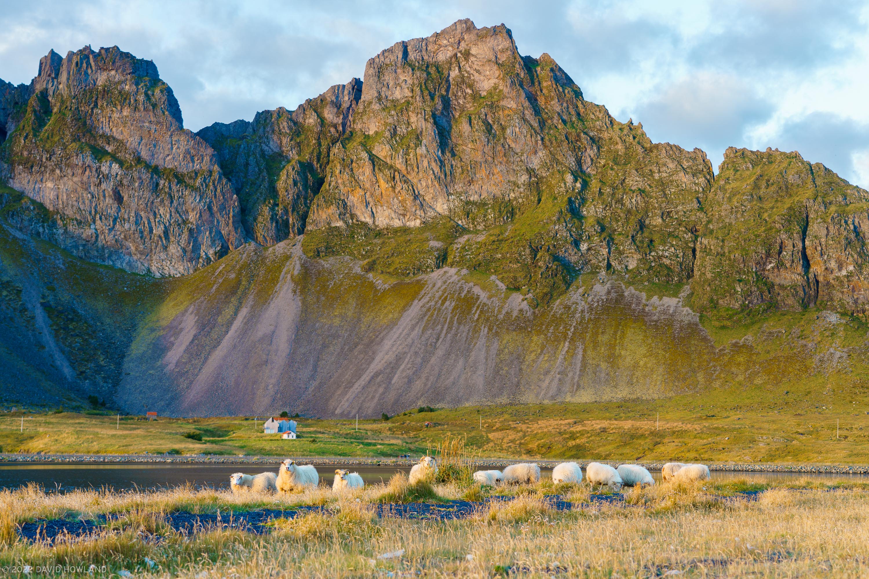 Sunset Sheep at Eystrahorn