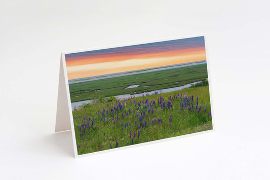 Lupine Salt Marsh Sunrise 5x7 Note Card