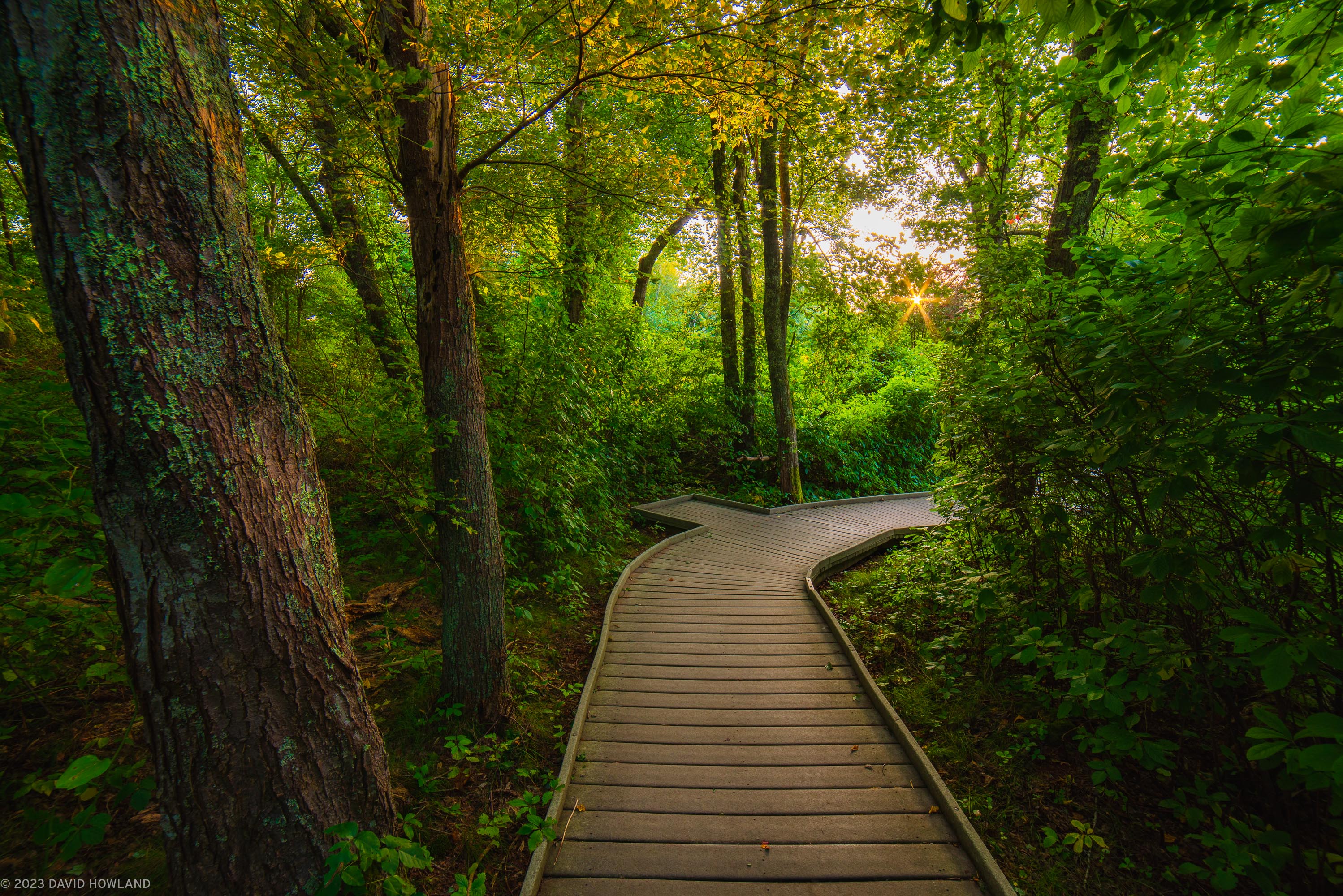 Red Maple Swamp Trail Sunset